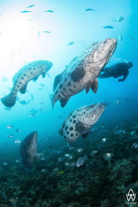 "The Gathering"

These guys are pretty territorial and ... by Allen Walker 